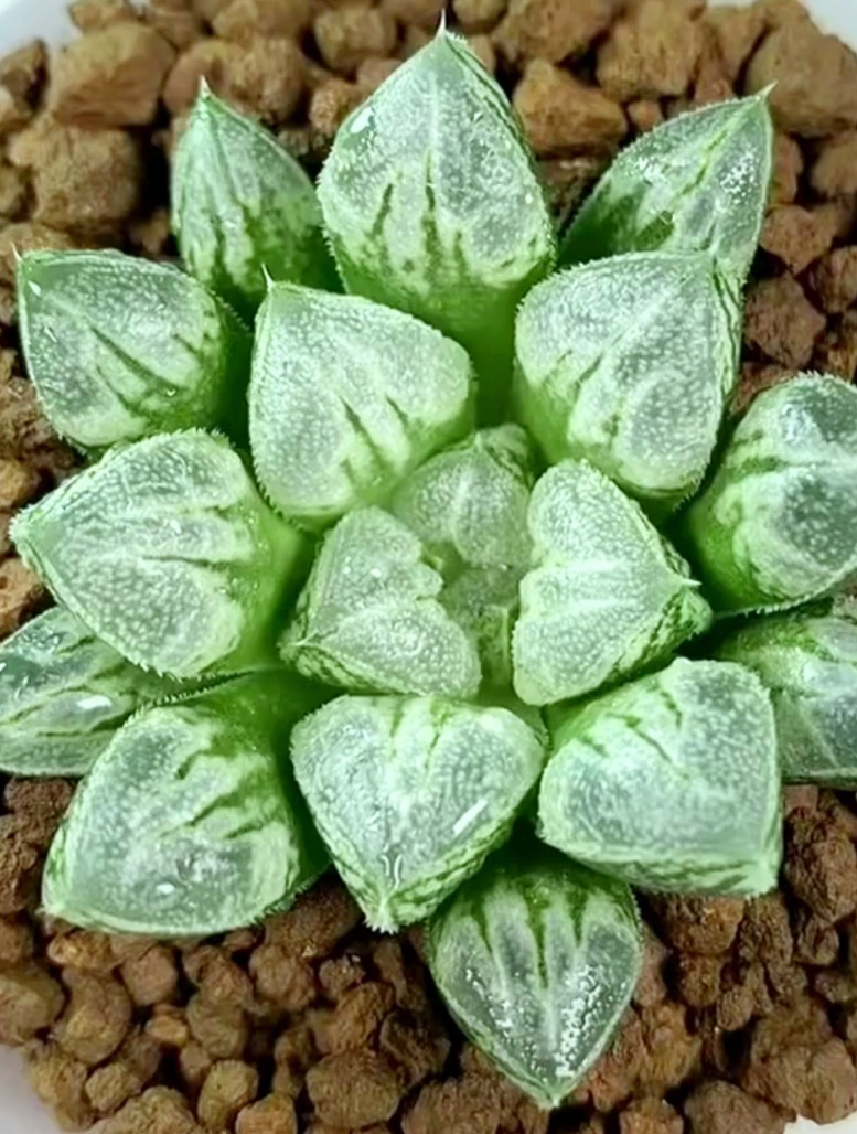 有哪些物美价廉的十二卷你知道吗?这十种不贵又贼好看!