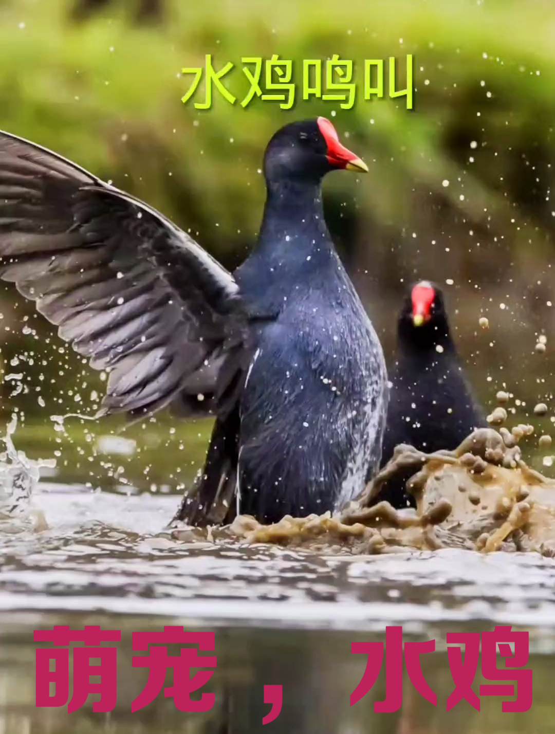 爱护大自然保护野生动物,科普,萌宠,水鸡