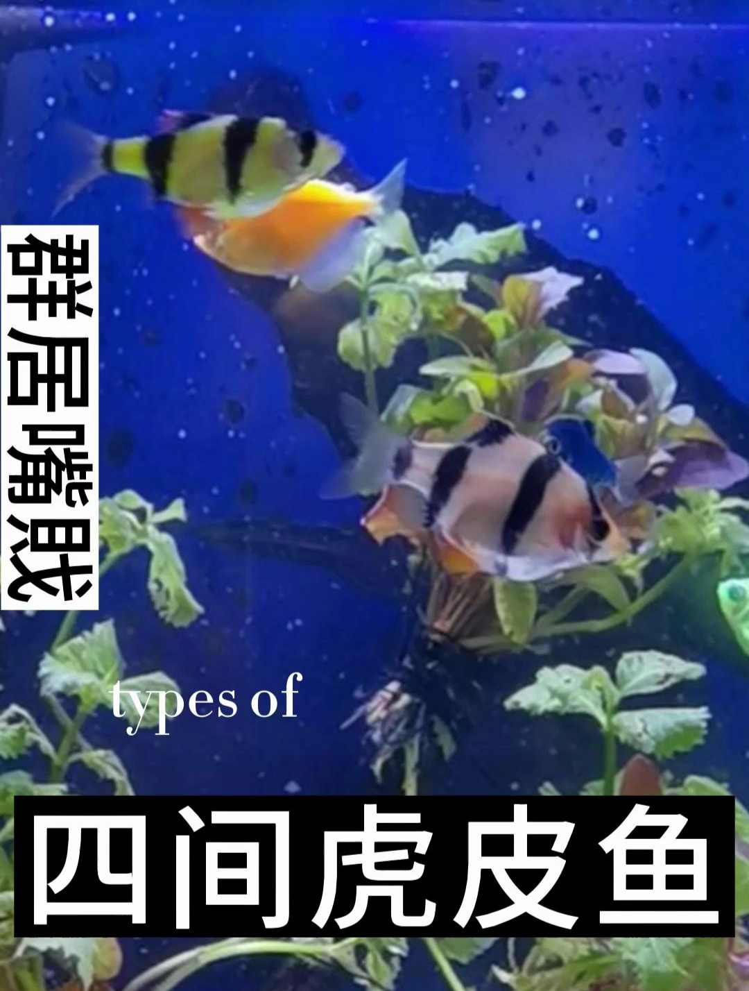 虎皮鱼是鲤科、无须魮属鱼类,体长4-6厘米