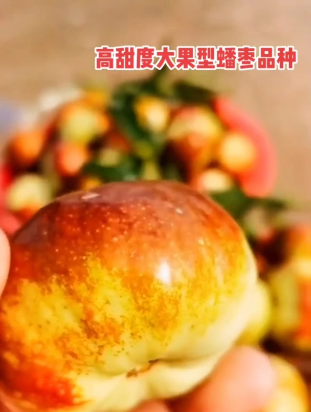 天上蟠桃,人间“蟠枣”,大多数人不认识,也没吃过!