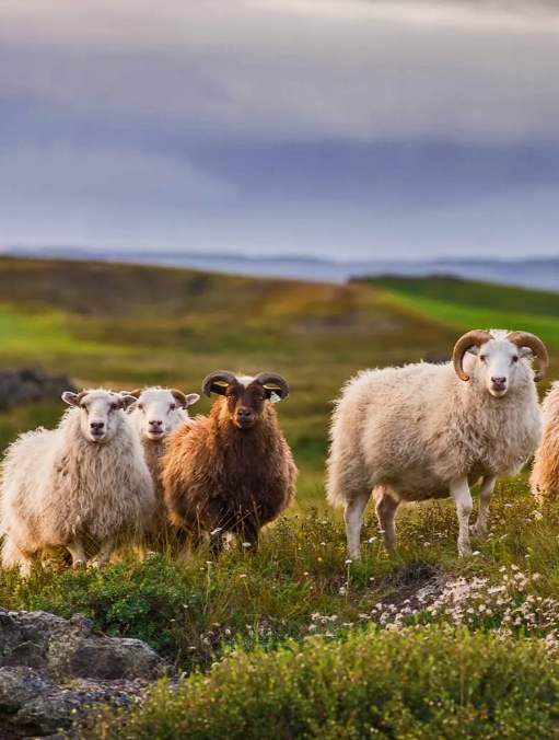 属羊的朋友,这一次不要再犹豫