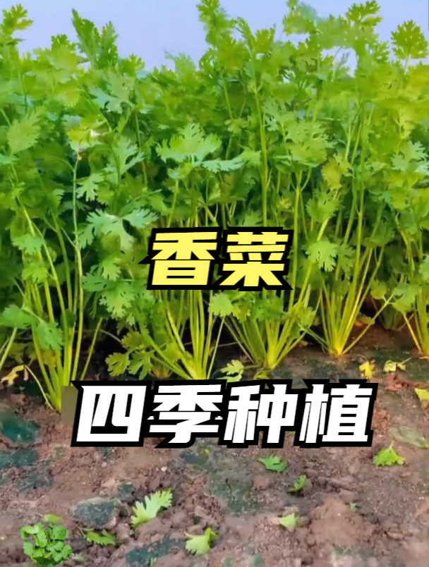 秋季香菜什么时候开始种,不晚于什么时间,怎么播出苗好