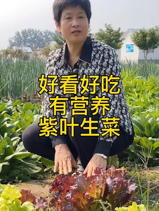好看好吃有营养的紫叶生菜
