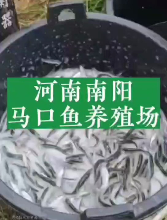 冬天能正常养殖马口鱼吗?冬天南方北方地区都能养