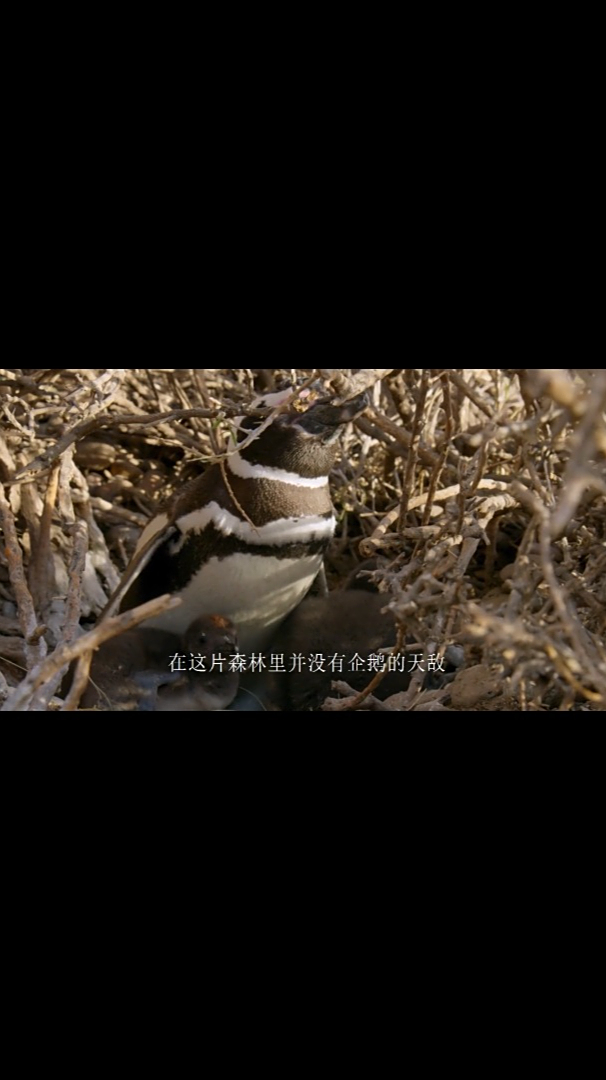 企鹅到底有多少种类呢?本视频了解企鹅的种类!