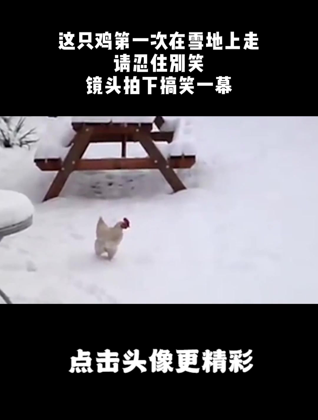 这只鸡第一次在雪地上走,请忍住别笑,镜头拍下搞笑一幕