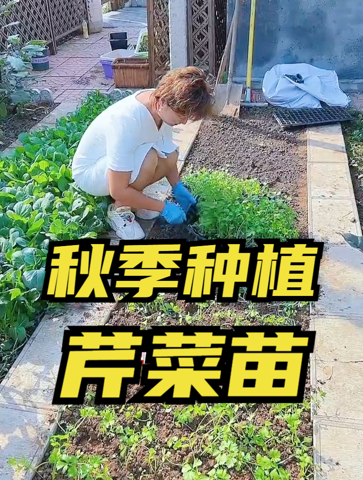 要保证芹菜苗分布有规律,在种子发芽时,就要开始做“文章”了