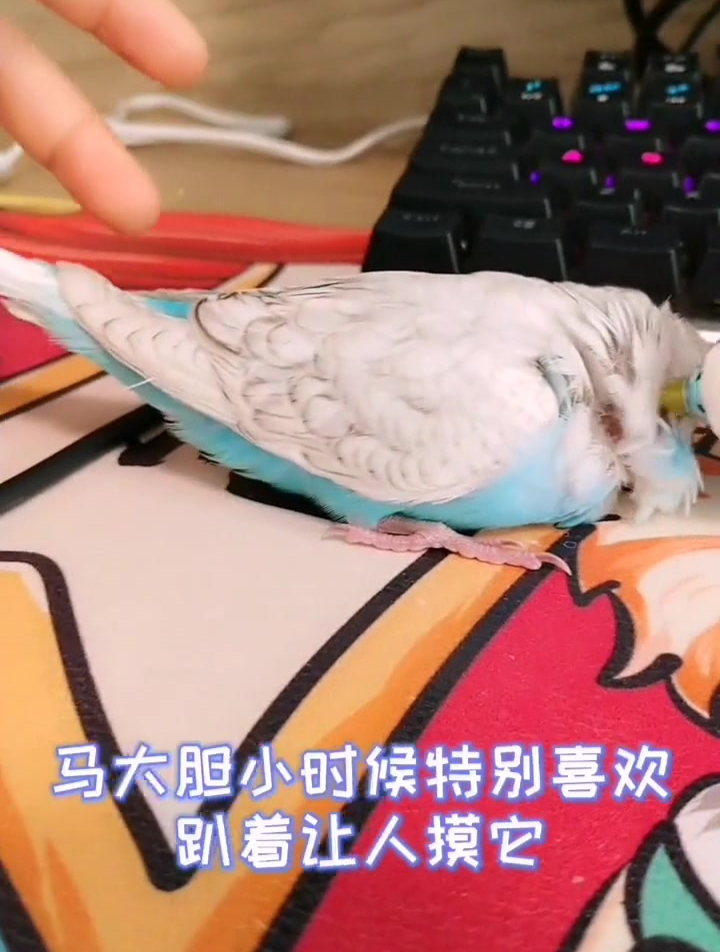 280.“脚”麻鸡?有只小鸡被撸得太舒服忘了翻身导致脚麻