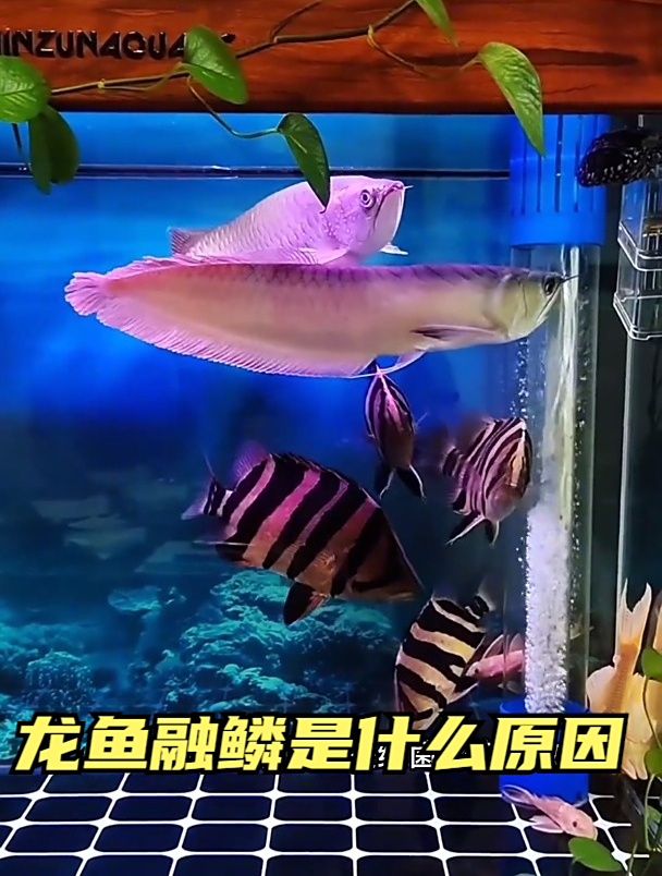 龙鱼融鳞是什么原因?