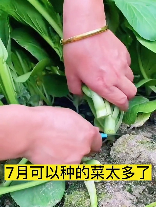 四九菜心的花能吃吗?菜心的花吸收农药最多,长期食用可慢性中毒