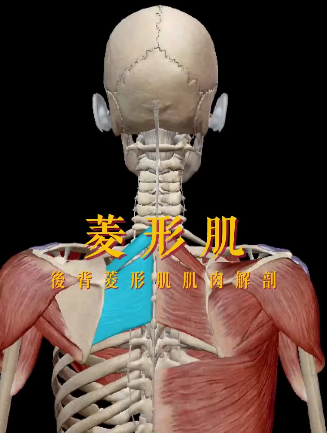 后背菱形肌肌肉解剖讲解