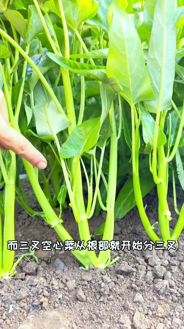 它种植简单,好成活,阳台小院都能种,种一棵顶三棵,你吃过吗?