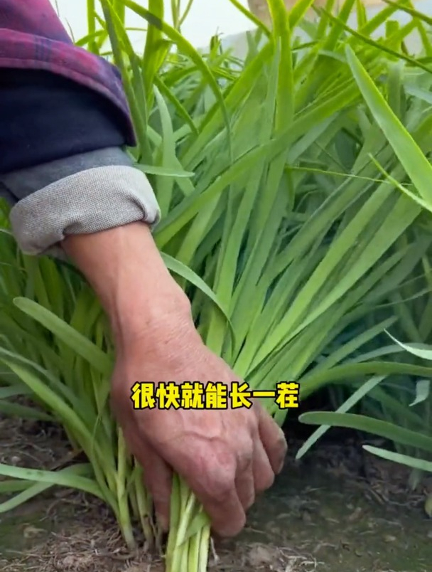 韭菜根什么时候种植最好?管理和施肥是“关键”,吃完一茬又一茬