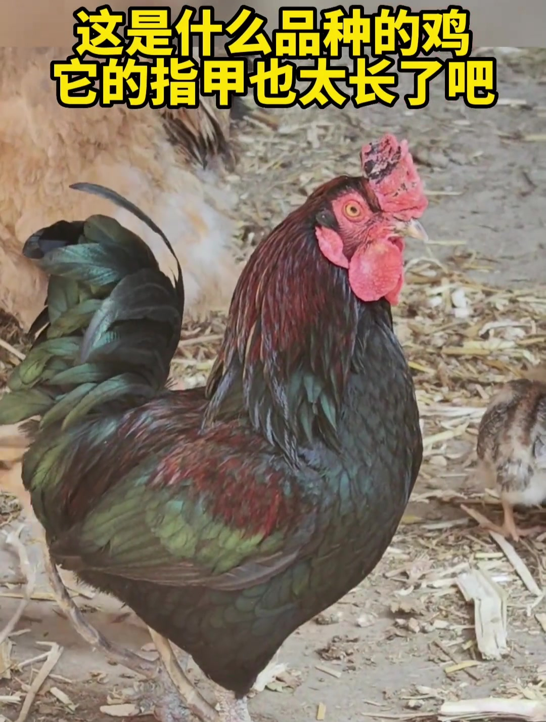 这是什么品种的鸡,它的指甲也太长了吧
