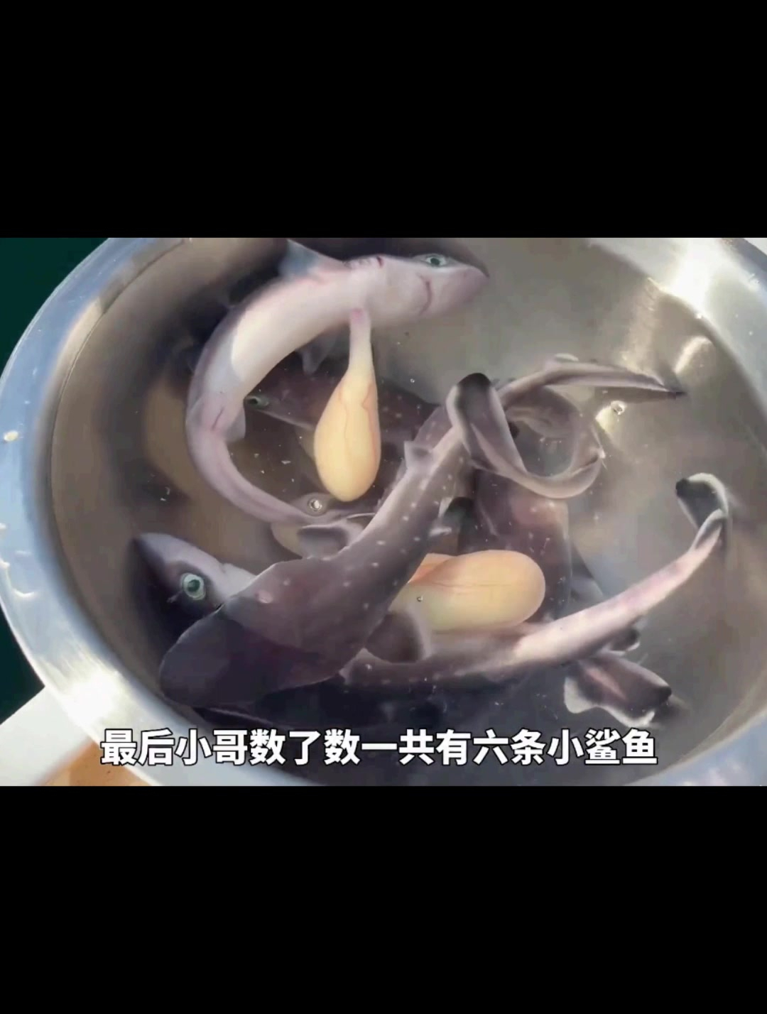 国外小哥钓上一条鲨鱼,不料生命最后一刻产下宝宝,生命的奇迹!