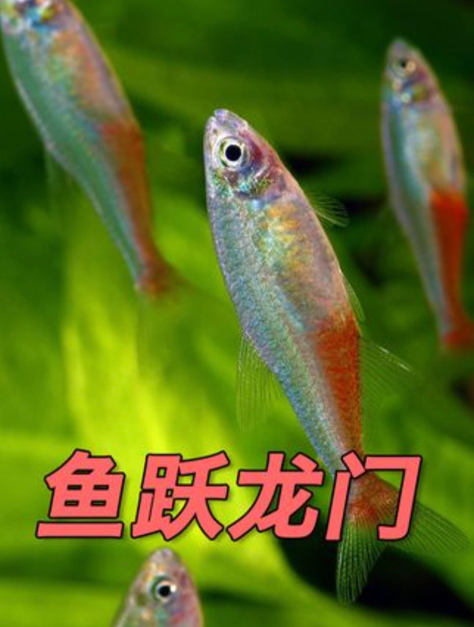 小鱼夫妻跃出水面产卵 鱼爸爸还每天坚持泼水保湿 鱼只有7秒记忆?