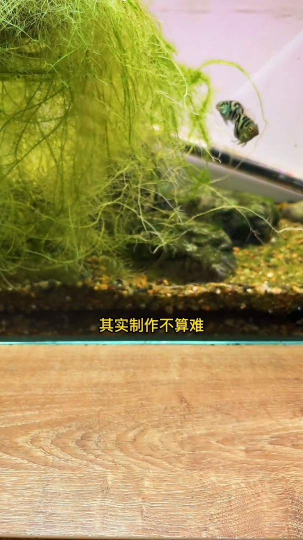 不用气泵也能给鱼缸增氧,考验动手能力的时候到了!