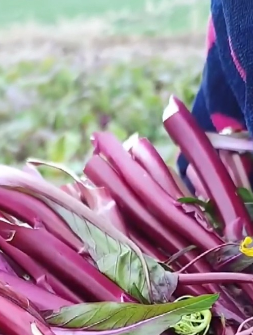 红菜苔曾与武昌鱼齐名,它的“好处”你还不知道?错过太可惜了!