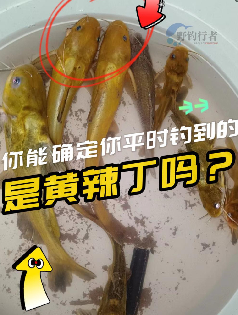 黄辣丁和三角峰的区域,和进化历史