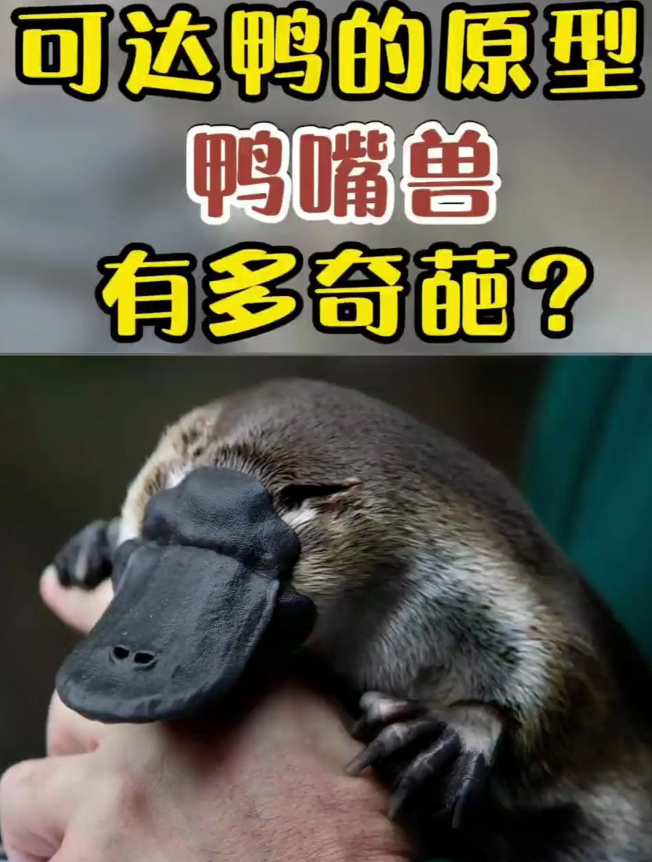 可达鸭的原型鸭嘴兽,有多奇葩?奇妙的动物