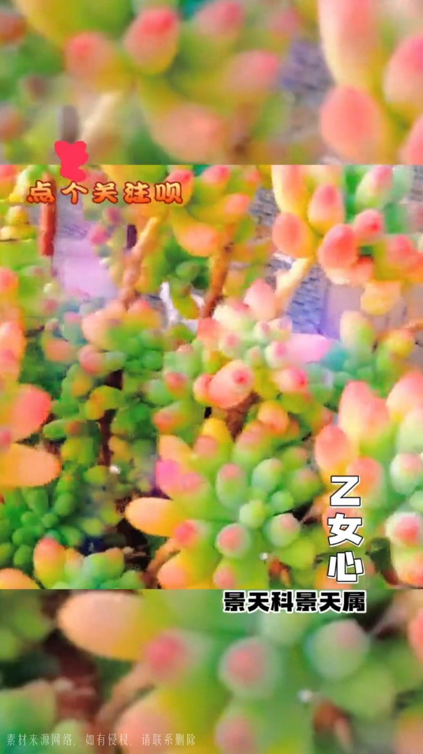 全网很火的多肉!