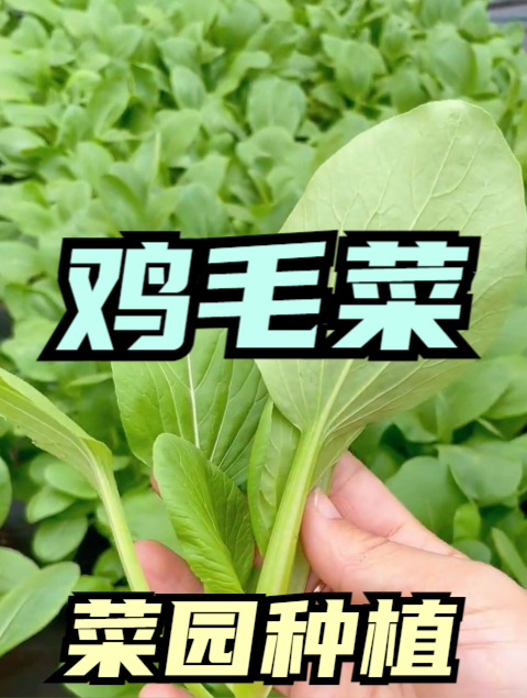 不会种菜就种鸡毛菜,浇水就发芽,18天就能吃,口感脆嫩肥厚!