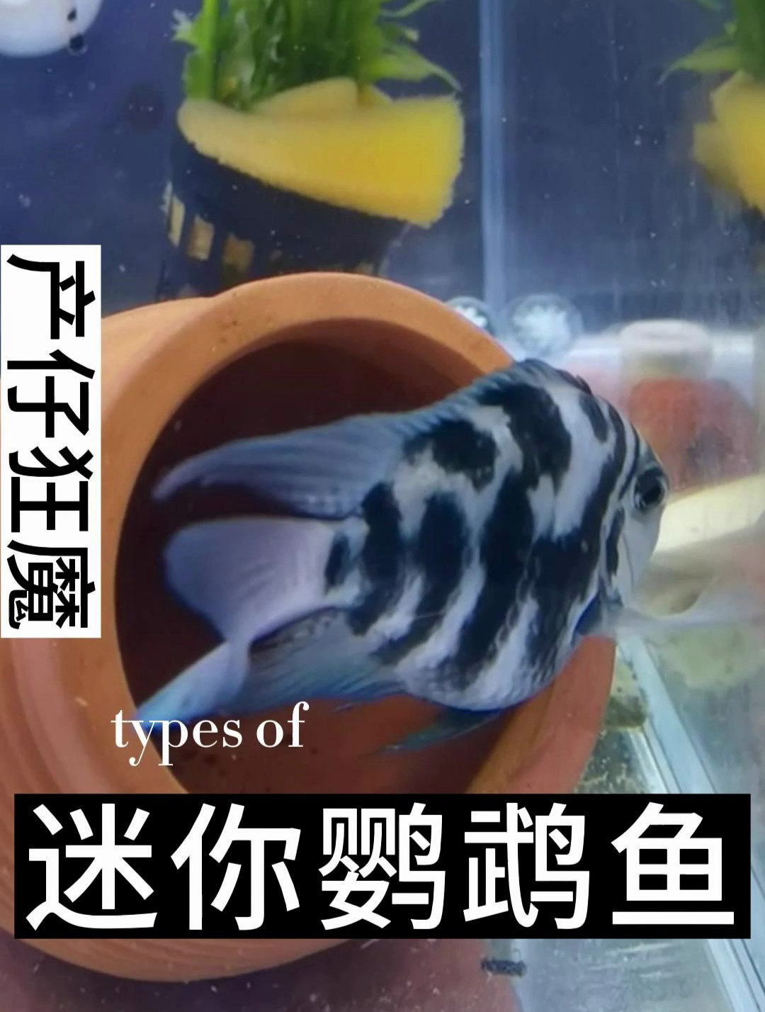 如何判断迷你鹦鹉鱼处于繁殖期?这种鱼不是一夫一妻制的