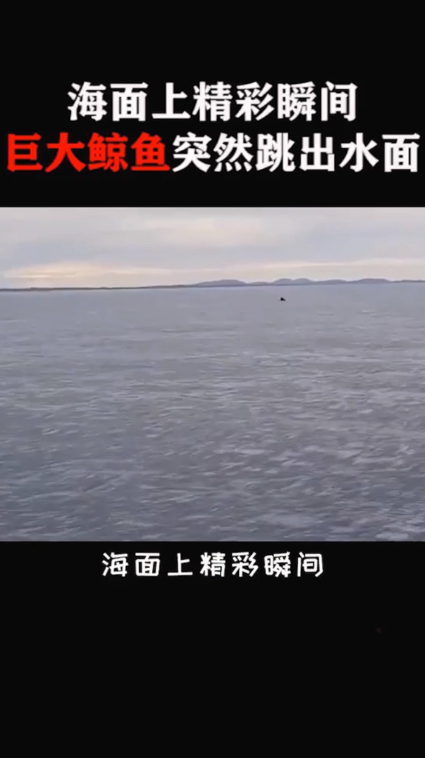 海面上精彩瞬间,巨大鲸鱼突然跳出水面!
