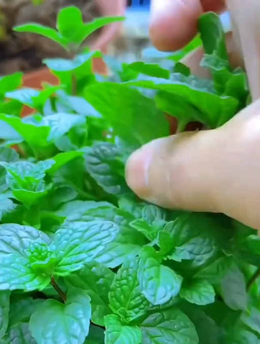 春天种几盆“薄荷”用处特别多,只要有水就能生长爆盆!