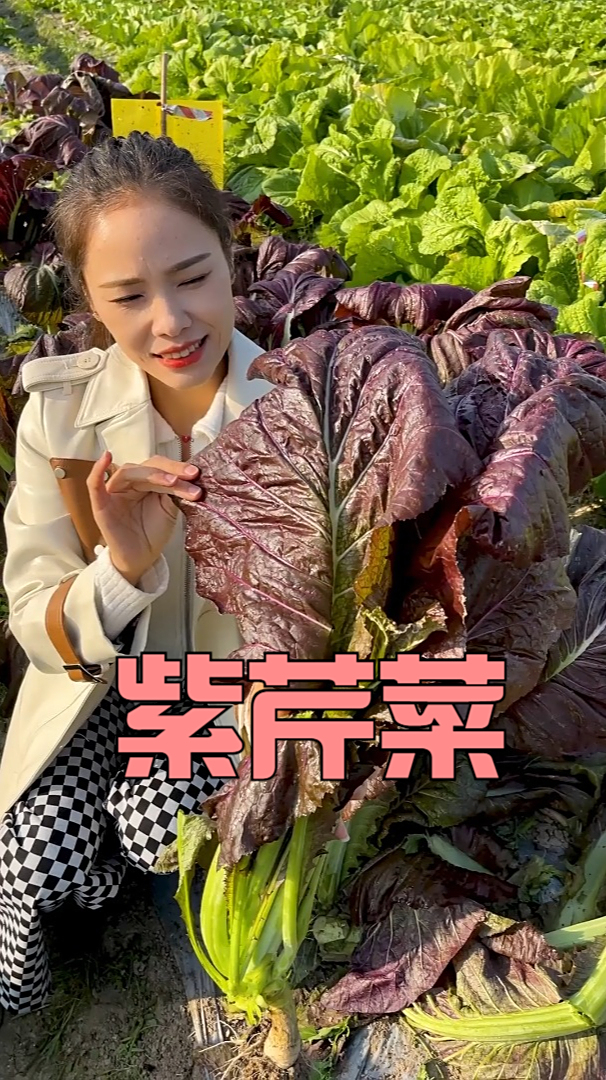 紫芹菜,富含丰富的维生素,生长环境要求简单,很适合居家种植!