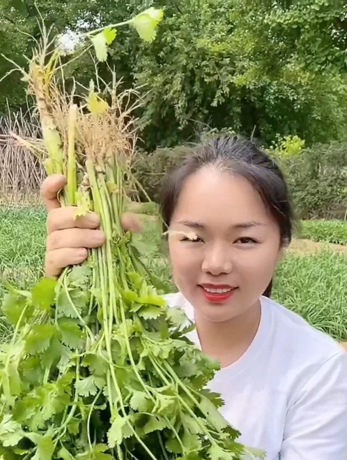 香菜如何种植“产量高”?选对品种是关键,割完一茬又一茬!