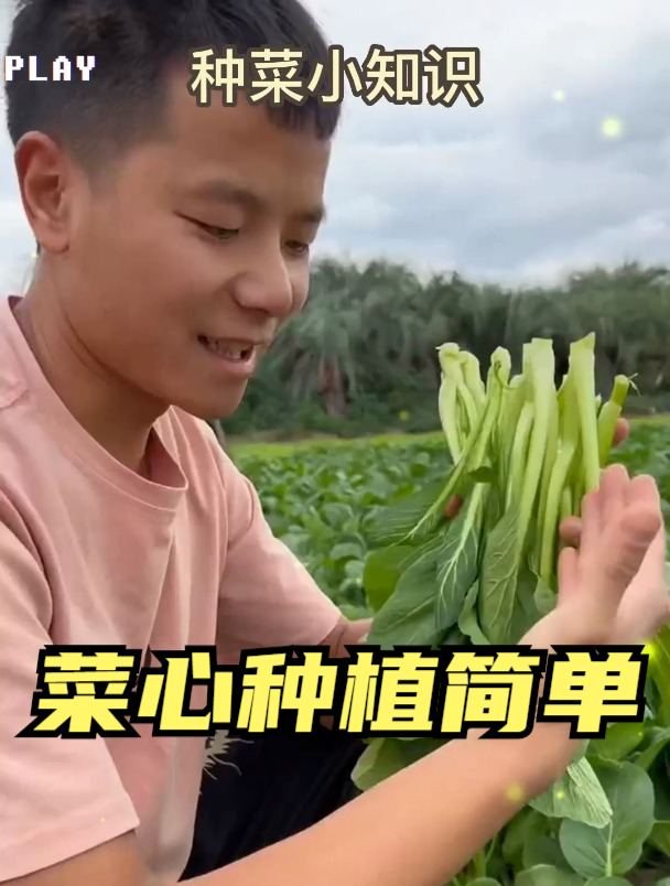 广东特产甜菜心,一种只吃心的蔬菜,种植简单,不用育苗撒种就行