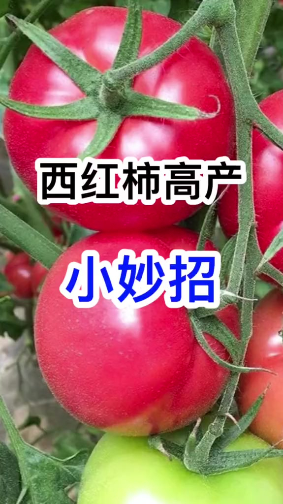 蔬菜种植技术,种植小技巧