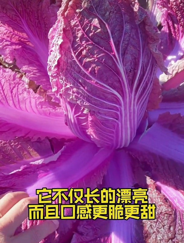 试试做道凉拌紫白菜,清脆爽口解油腻,做法简单还好吃!