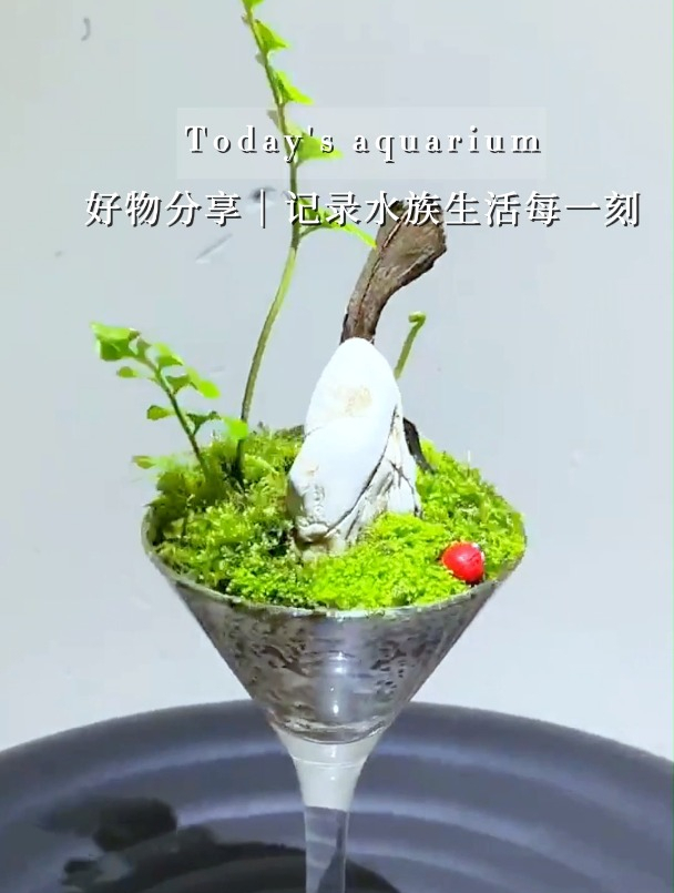 一个小小的鸡尾酒杯也能做出别致的造景,快来给生活增添点情趣吧