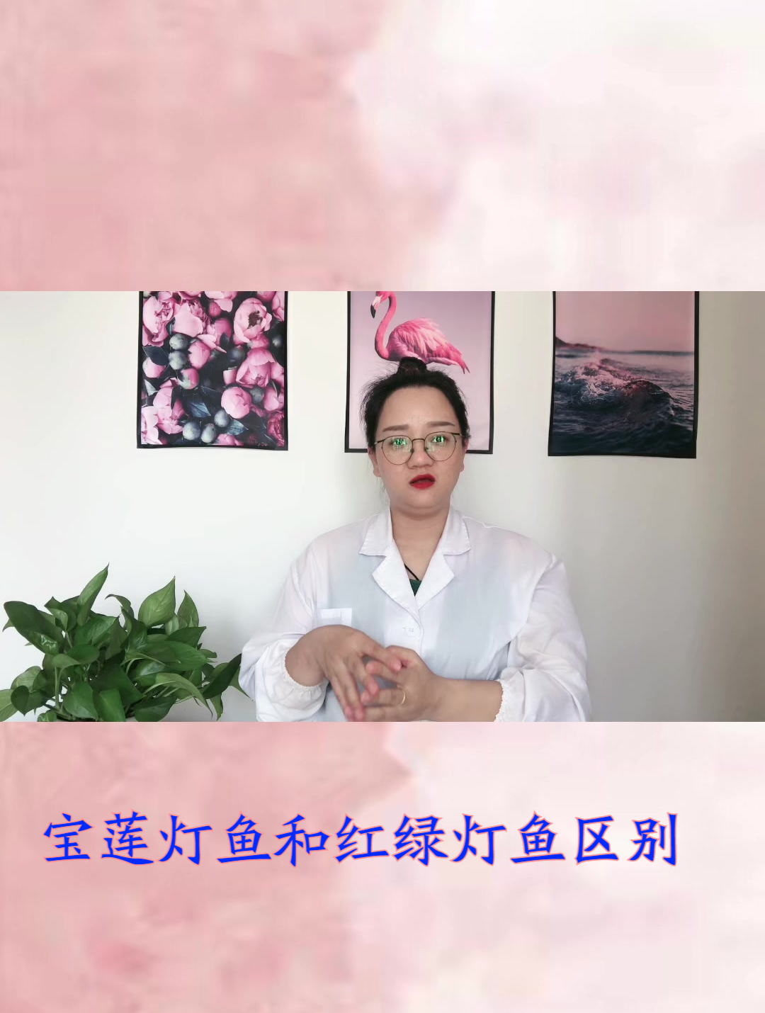 宝莲灯鱼和红绿灯鱼区别