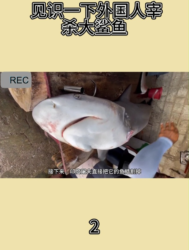 见识一下外国人宰杀大鲨鱼2
