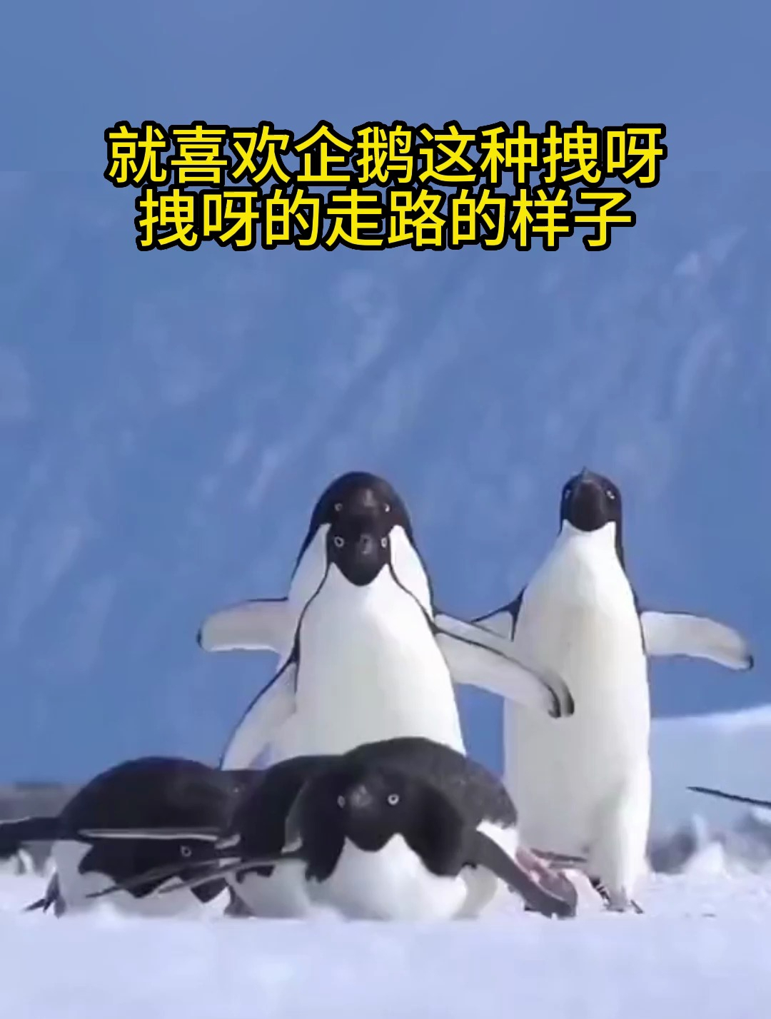 就喜欢企鹅这种拽呀拽呀地走路的样子