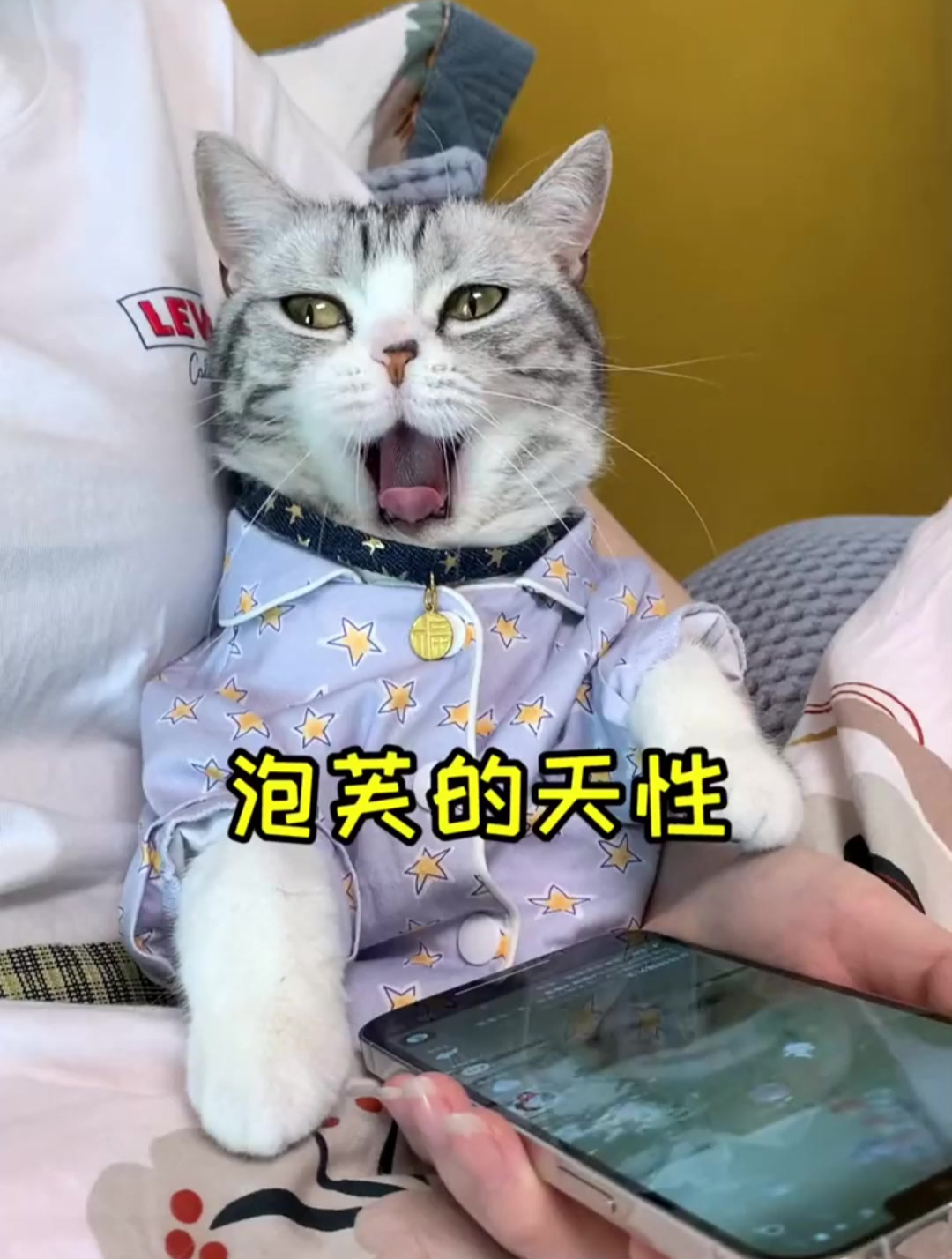 泡芙第一次尝试游泳 果然天性使然 超棒