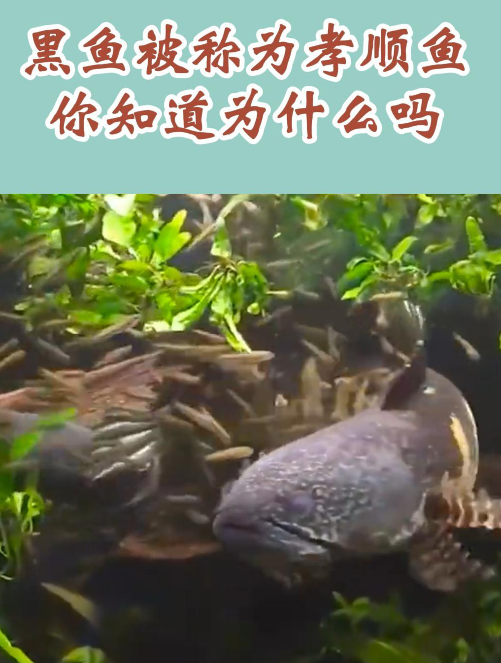 黑鱼被称为最孝顺的鱼,你知道为什么吗?