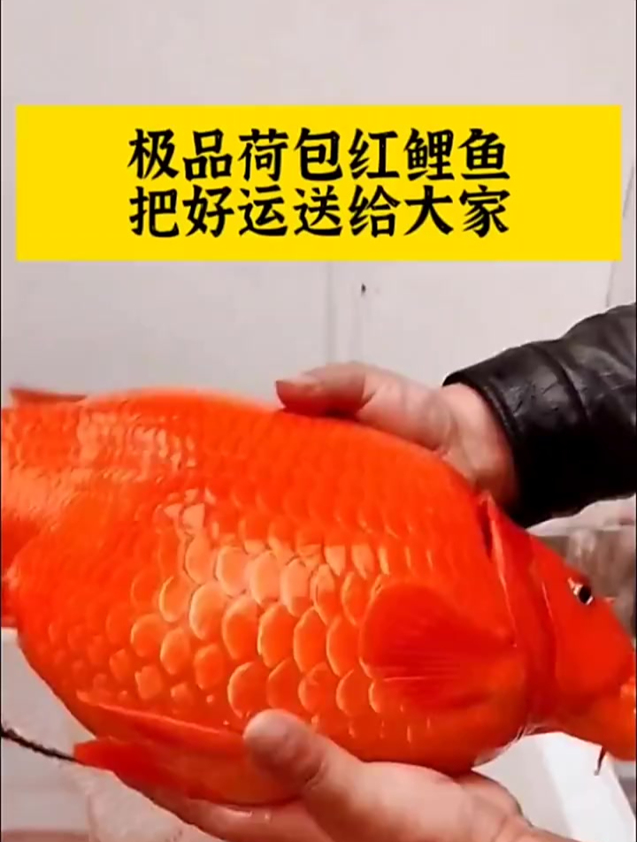 极品荷包红鲤鱼,把好运送给大家