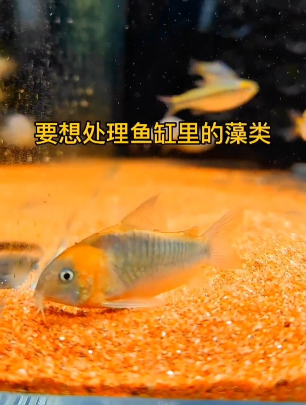 鼠鱼是很好的一种配 可以清理底沙 但是它们可不会啃藻哦