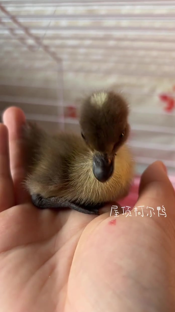 异色柯尔鸭黑嘴黑脚真的太可爱了啊