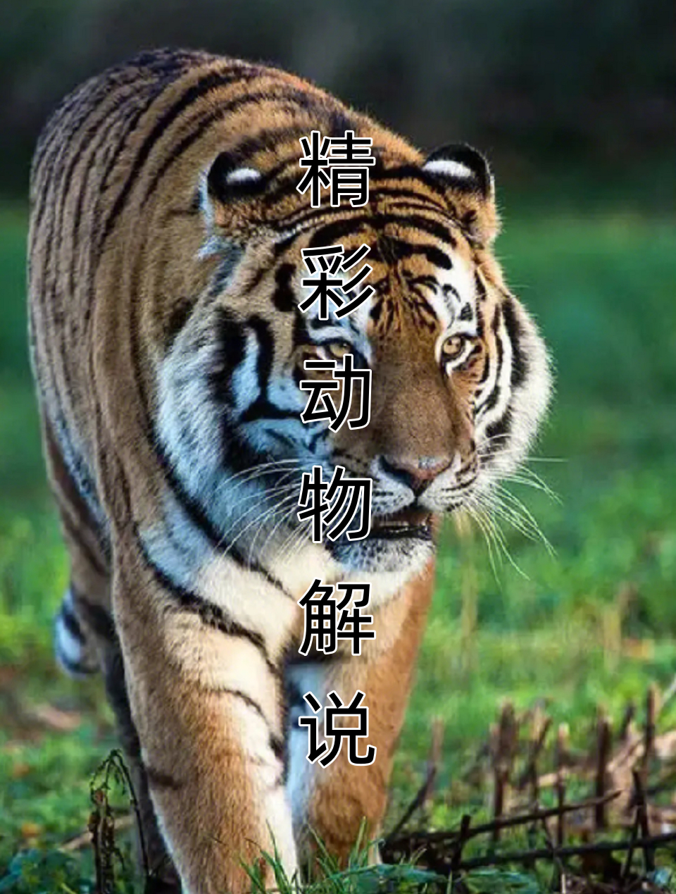 长了一双兔子脚毛腿沙鸡!又傻又可爱1