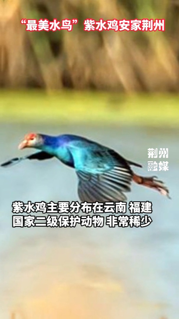 “最美水鸟”紫水鸡现身公安县崇湖国家湿地公园,并在这里安家!