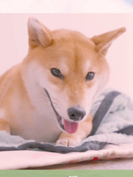 柴犬和柯基的混血小狗3