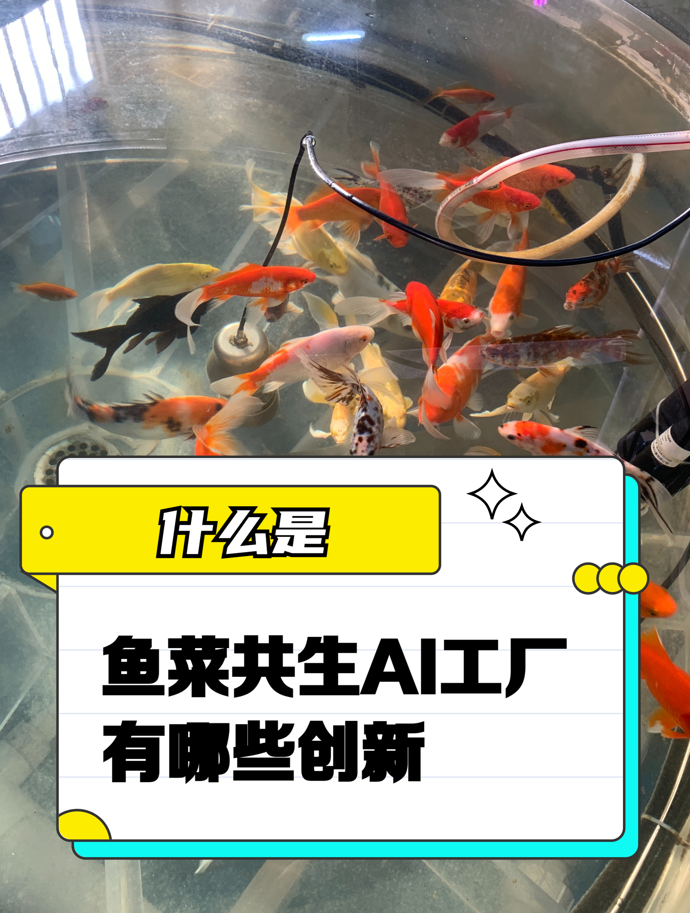 什么是鱼菜共生AI工厂,有哪些创新性