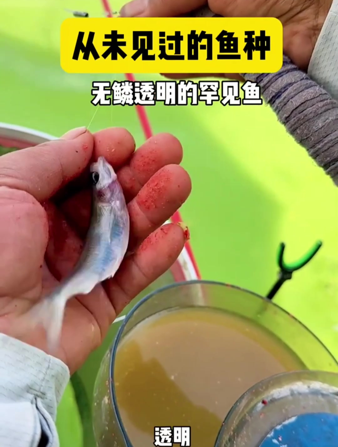 从未见过的品种,全身无鳞的罕见鱼,你见过吗