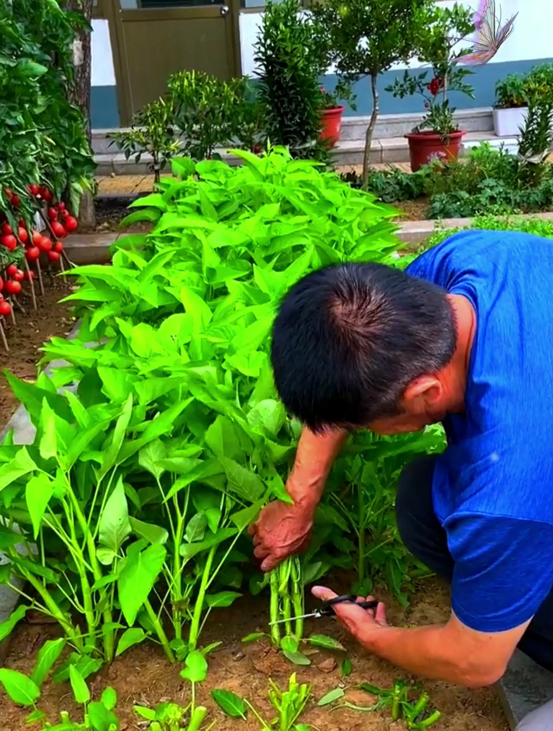 种空心菜还在催芽?试试这样种植,生长周期短,茎秆脆嫩、产量高