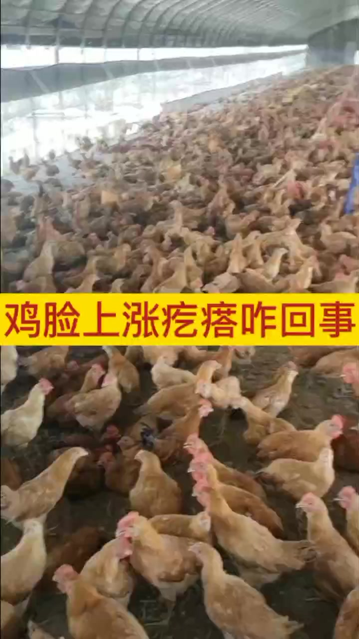 鸡脸上长疙瘩是什么病 家禽小鸡长痘是为什么 鸡冠上长疙瘩吃什么 鸡头上长疙瘩怎么治